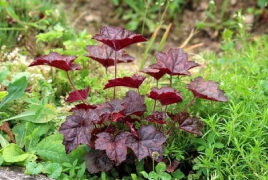 Coral Bells