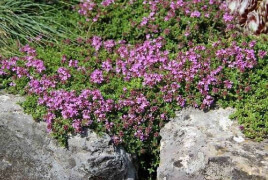 Creeping Thyme