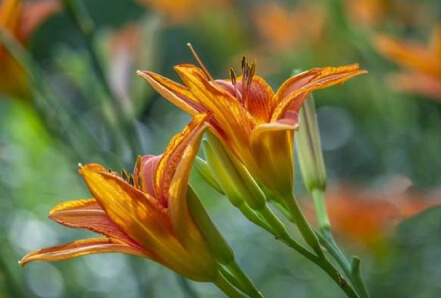 Daylily