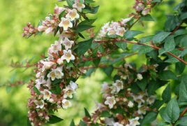 Dwarf Abelia