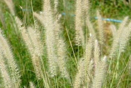 Dwarf Fountain Grass