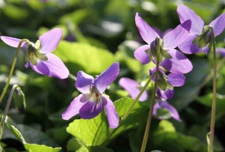 Garden Violet