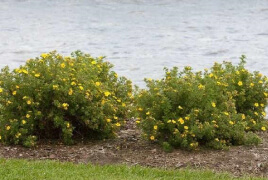 Happy Face Cinquefoil