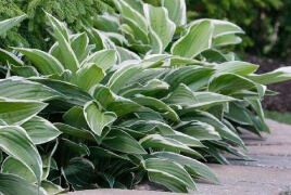 Hosta