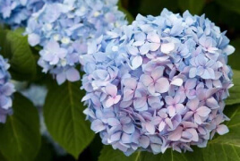 Mop Head Hydrangea