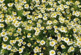 Roman Chamomile