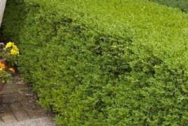 Winter Gem Boxwood