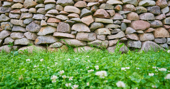 5 Amazing Native Texas Plants Perfect for Your Patio.