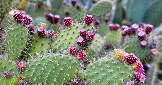 5 Amazing Native Texas Plants Perfect for Your Patio.