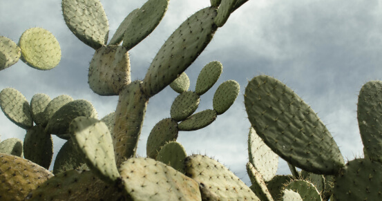 5 Amazing Native Texas Plants Perfect for Your Patio.